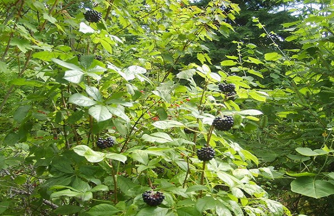 刺五加的功效與作用 刺五加的功效與作用