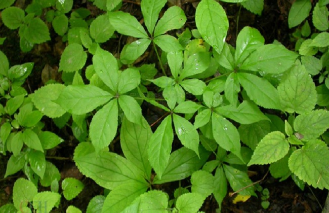 刺五加的功效與作用 刺五加的功效與作用