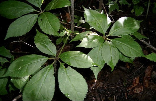刺五加的功效與作用 刺五加的功效與作用