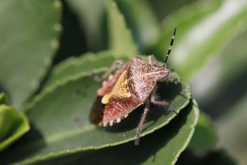 臭蟲怕什么?用這幾種藥殺效果最好! 臭蟲怕什么?用這幾種藥殺效果最好!